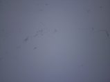 038-Dasanino02600.jpg.small.jpeg